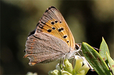 Lycaena